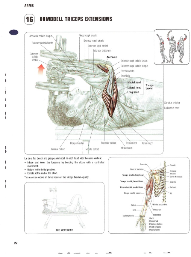 strength training anatomy 4th edition